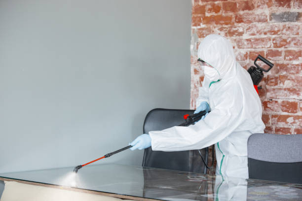 Best Black Mold Removal in Lookout Mountain, TN